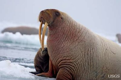walrus_pup_side_2010_Norseman_Sarah_Sonsthagen.jpg walrus_pup_side_2010_Norseman_Sarah_Sonsthagen.jpg