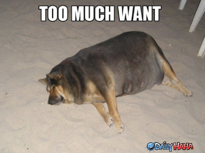 too_much_want_dog.jpg too_much_want_dog.jpg
